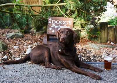 Hotel for dogs – in praise of the pooch